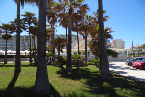 Ein Park mit grünem Gras, Palmen, geparkten Autos, fernen Gebäuden und einem klaren blauen Himmel.