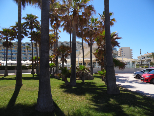 Ein Park mit grünem Gras, Palmen, geparkten Autos, fernen Gebäuden und einem klaren blauen Himmel.