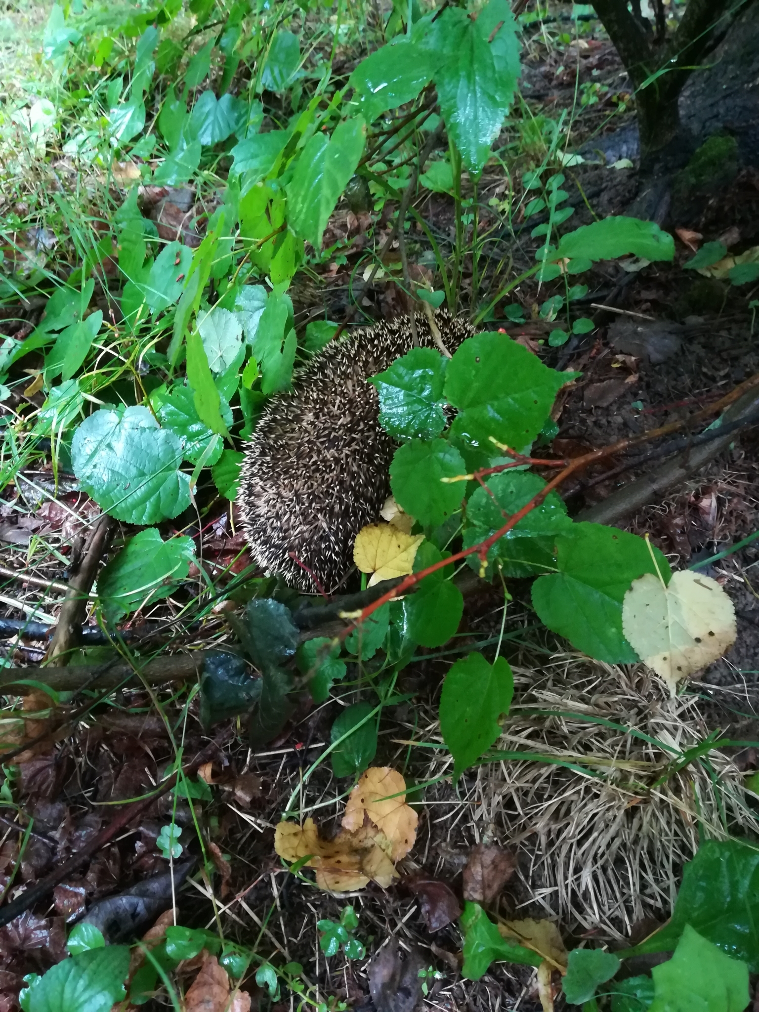 Ein Igel ist in der Mitte des Bildes zu sehen, umgeben von Pflanzen, Blättern, Zweigen und Gras in einem bewaldeten Gebiet.
