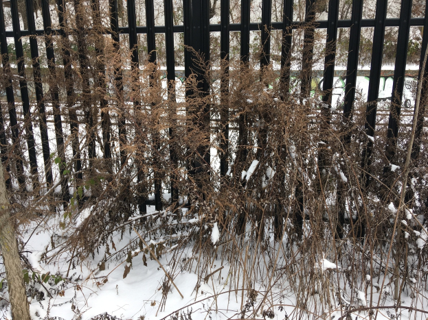 Ein schneebedeckter Zaun und Boden neben einem Baum, mit Pflanzen im Vordergrund und zusätzlichen Bäumen im Hintergrund.