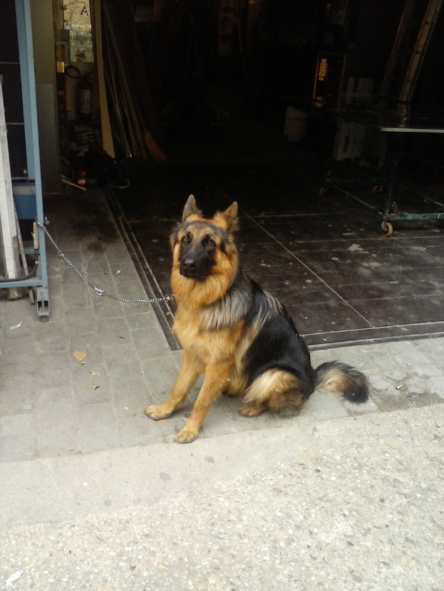 Ein Deutscher Schäferhund mit schwarzem, braunem und weißem Fell sitzt auf einem Gehweg vor einem Gebäude, trägt eine Kette um den Hals und hat einige Gegenstände im Hintergrund sichtbar.