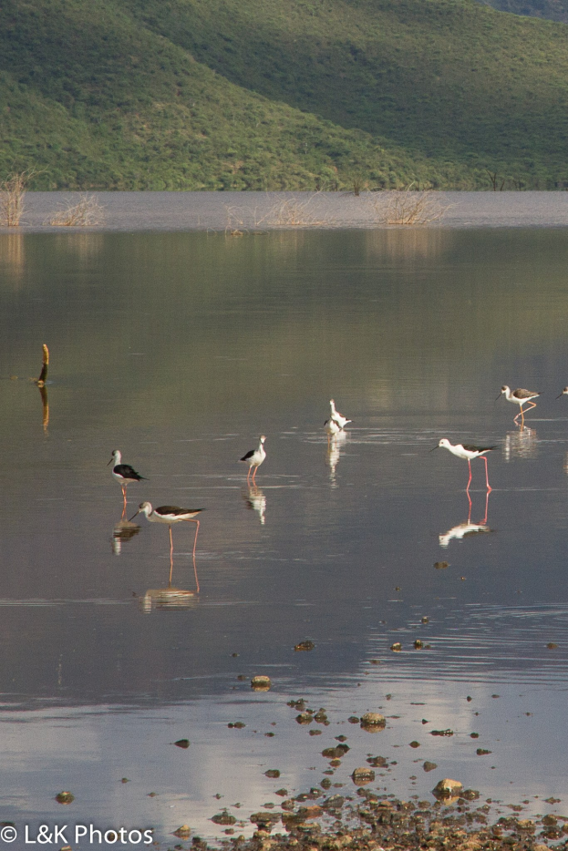 Gruppe von Schwarzflüglern, die in einem See mit Bäumen und Hügeln im Hintergrund waten, Text unten.