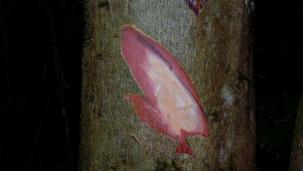 Ein einziger grüner Stängel vor einem weißen Hintergrund.