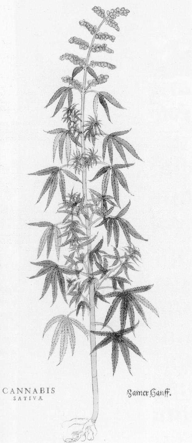 Schwarz-weiß-Zeichnung einer Cannabis Sativa-Pflanze mit sichtbaren Blättern und Stielen, beschriftet mit "Cannabis Sativa" unten.
