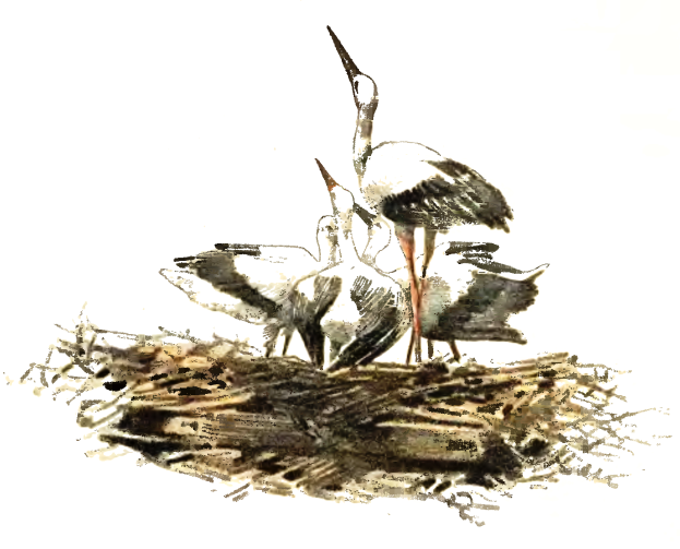 Ein detailliertes Gemälde von zwei Storken, die auf einem Nest aus Zweigen und Gras stehen, mit langen Hälsen und Schnäbeln, vor einem weißen Hintergrund.