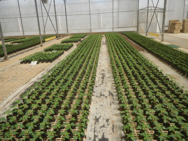 Ein Gewächshaus mit Reihen von grünen Pflanzen, ein Schuppen oben und hölzerne Gegenstände auf der rechten Seite.