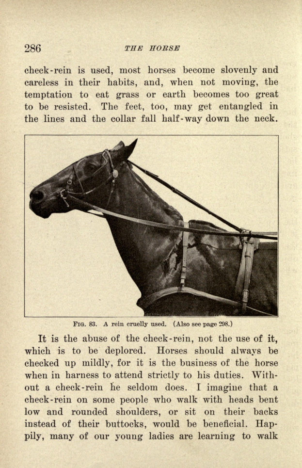 Ein altes Buch mit einem Einband, der ein Pferd mit Zaumzeug, einer langen Mähne und einem Schwanz zeigt, und einer Seite mit Text ├╝ber das Pferd.