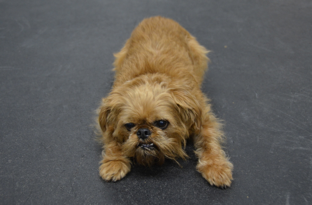 Ein Hund auf der Straße.