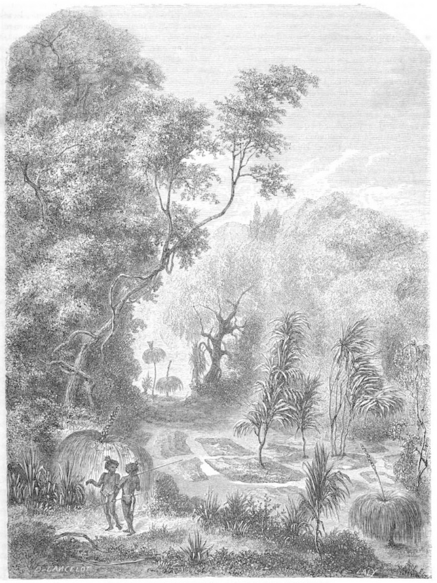 Eine Schwarz-Weiß-Radierung eines Mannes und einer Frau, die durch einen üppigen Dschungel gehen, mit Bäumen, Pflanzen und Himmel im Hintergrund, mit dem Text "Der Dschungel des Amazonas" unten.