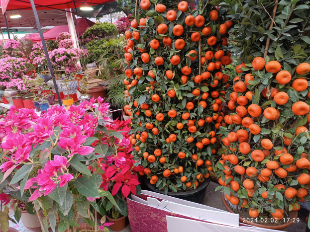 Ein Haufen leuchtend orangefarbener Orangen auf einem Tisch umgeben von saftig grünen Pflanzen und bunten Blumen, mit einer Tafel mit Text im Vordergrund und Zelten mit Lichtern im Hintergrund.