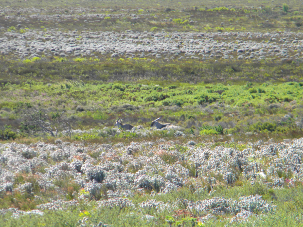 Eine Herde Karibus auf einer saftig grünen Wiese umgeben von Pflanzen und Blumen.