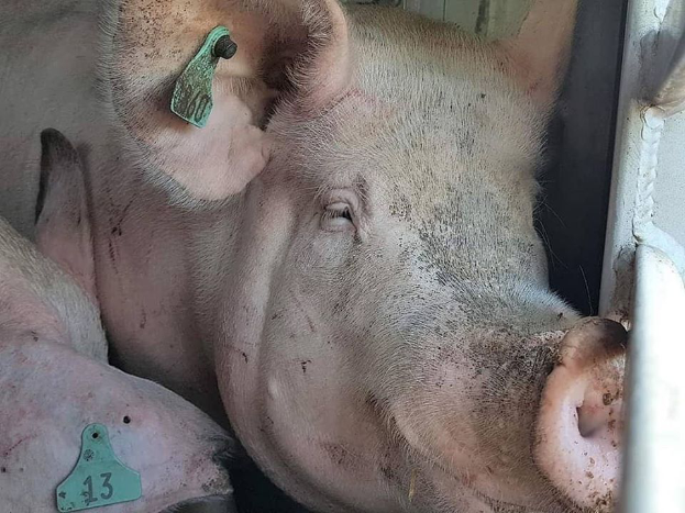 Zwei Schweine liegen nebeneinander in einem Stall, jedes mit Ohrmarken, mit einer Metallstange auf der rechten Seite und einem undeutlichen Objekt im Hintergrund.