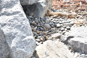 Ein steiniger Strand mit verstreuten Felsen, Kieseln und trockenen Blättern, auf dem eine kleine Eidechse auf einem Felsen sitzt.