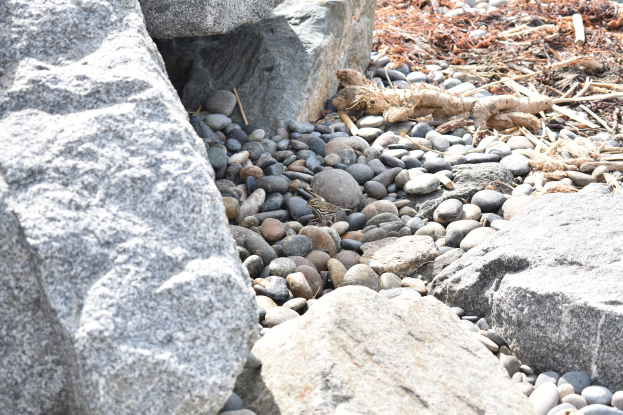 Ein steiniger Strand mit verstreuten Felsen, Kieseln und trockenen Blättern, auf dem eine kleine Eidechse auf einem Felsen sitzt.
