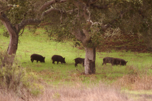 Eine Herde Wildschweine auf einer saftig grünen Wiese umgeben von Bäumen und Pflanzen.