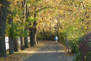 Eine Person fährt ein Fahrrad auf einem von Bäumen gesäumten Weg mit trockenen Blättern am Boden und einem Zaun auf der rechten Seite.