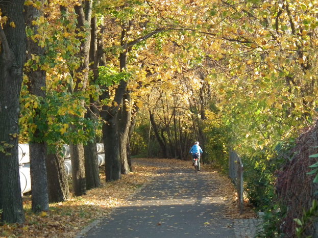 Eine Person fährt ein Fahrrad auf einem von Bäumen gesäumten Weg mit trockenen Blättern am Boden und einem Zaun auf der rechten Seite.