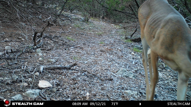 Ein Reh, das einen Schotterweg in einem bewaldeten Gebiet entlanggeht, umgeben von Steinen, Zweigen und Bäumen, mit dem Text "Stealth Cam - Rehjagd in Texas" unten.